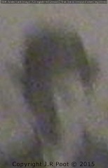 pf018453.jpg